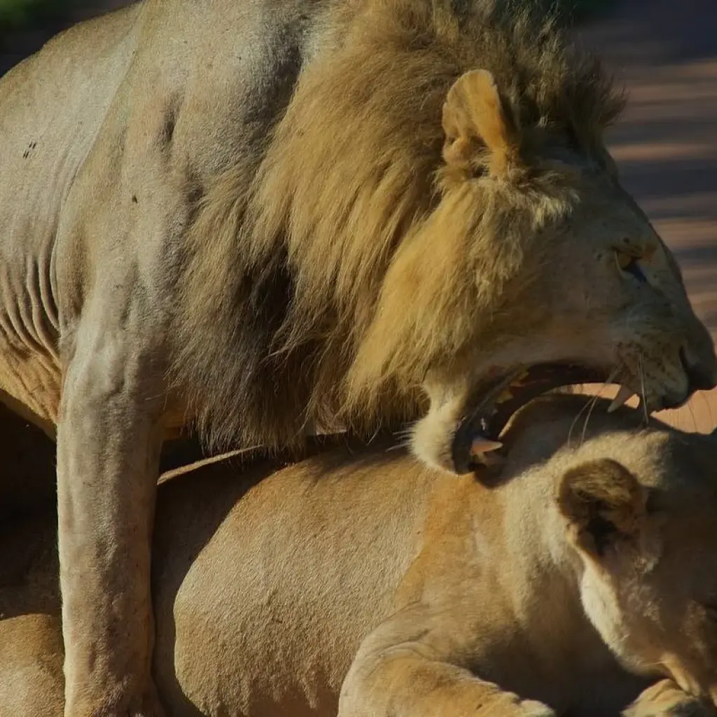 Explore 8 Day Best of Selous, Mikumi and Ruaha National Park for 8 days with Afrishare Trekking And Safaris and discover unforgettable experiences - Photo 2