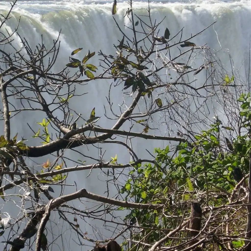 Explore Victoria Falls and Chobe for 5 days with Afro Honeyguide Adventures and discover unforgettable experiences - Photo 2