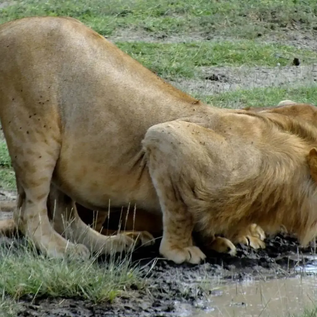 Explore 1 Day Tarangire National Park Tour for 1 days with Afrishare Trekking And Safaris and discover unforgettable experiences - Photo 2