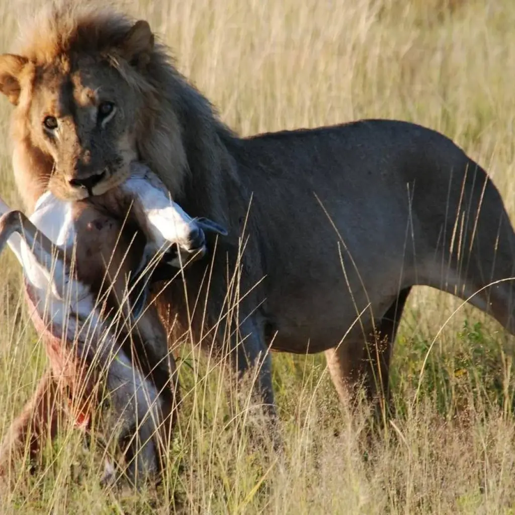 Explore 4 DAY CALVING SEASON SPECIAL SAFARI FEATURING (SERENGETI, NDUTU AREA & NGORONGORO CRATER) for 4 days with Afrishare Trekking And Safaris and discover unforgettable experiences - Photo 2