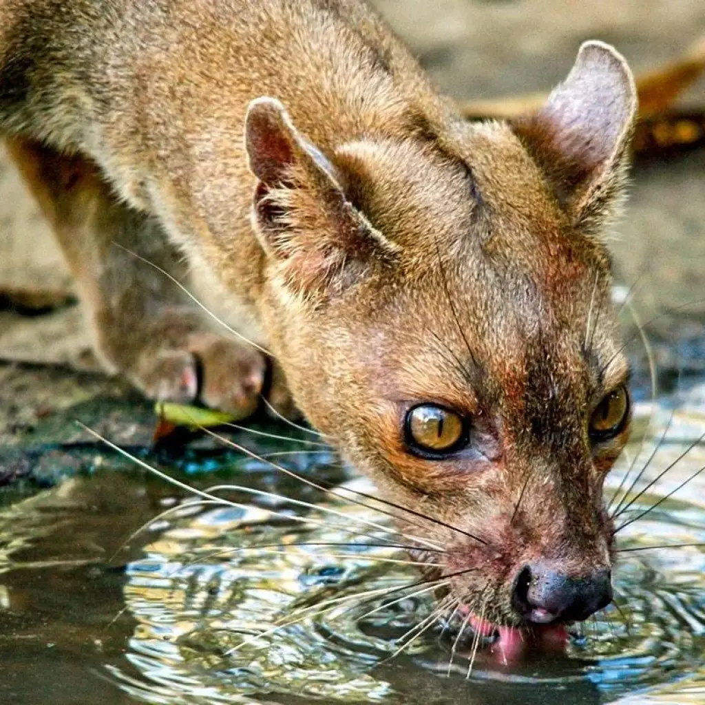 Explore Tailor-made Madagascar Family Tour for Baobabs & Lemurs, Daily Start for 15 days with Agate Travel and discover unforgettable experiences - Photo 2