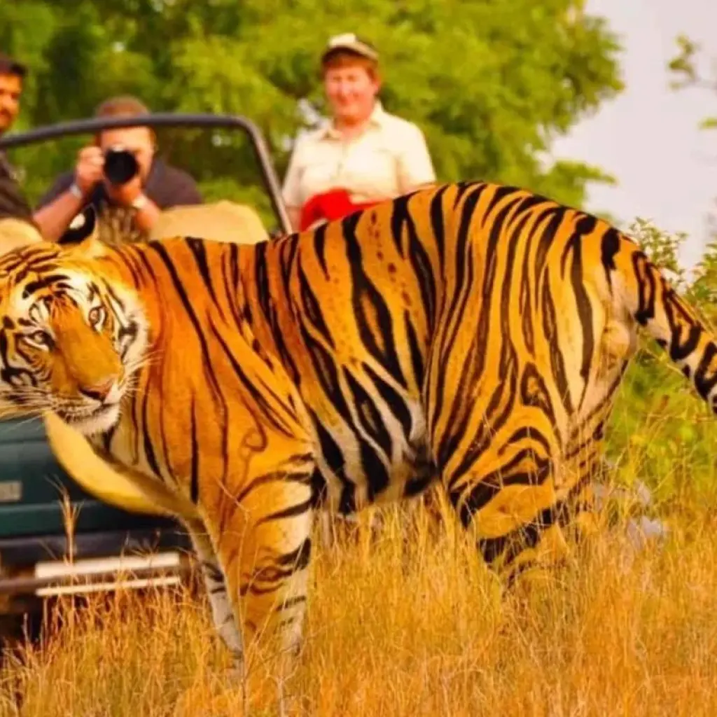 Explore Golden Triangle with Ranthambore Tigers and Taj Mahal Sunset/Sunrise -6 Days for 6 days with Agra Trip and discover unforgettable experiences - Photo 2