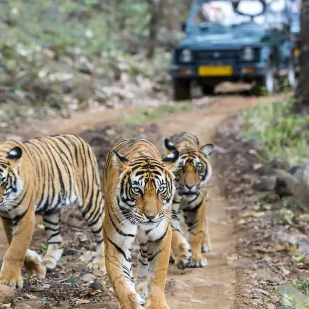 Explore 7 Days Golden Triangle Tour with Ranthambore Tigers and Taj Mahal Sunrise/Sunset for 7 days with Agra Trip and discover unforgettable experiences - Photo 2