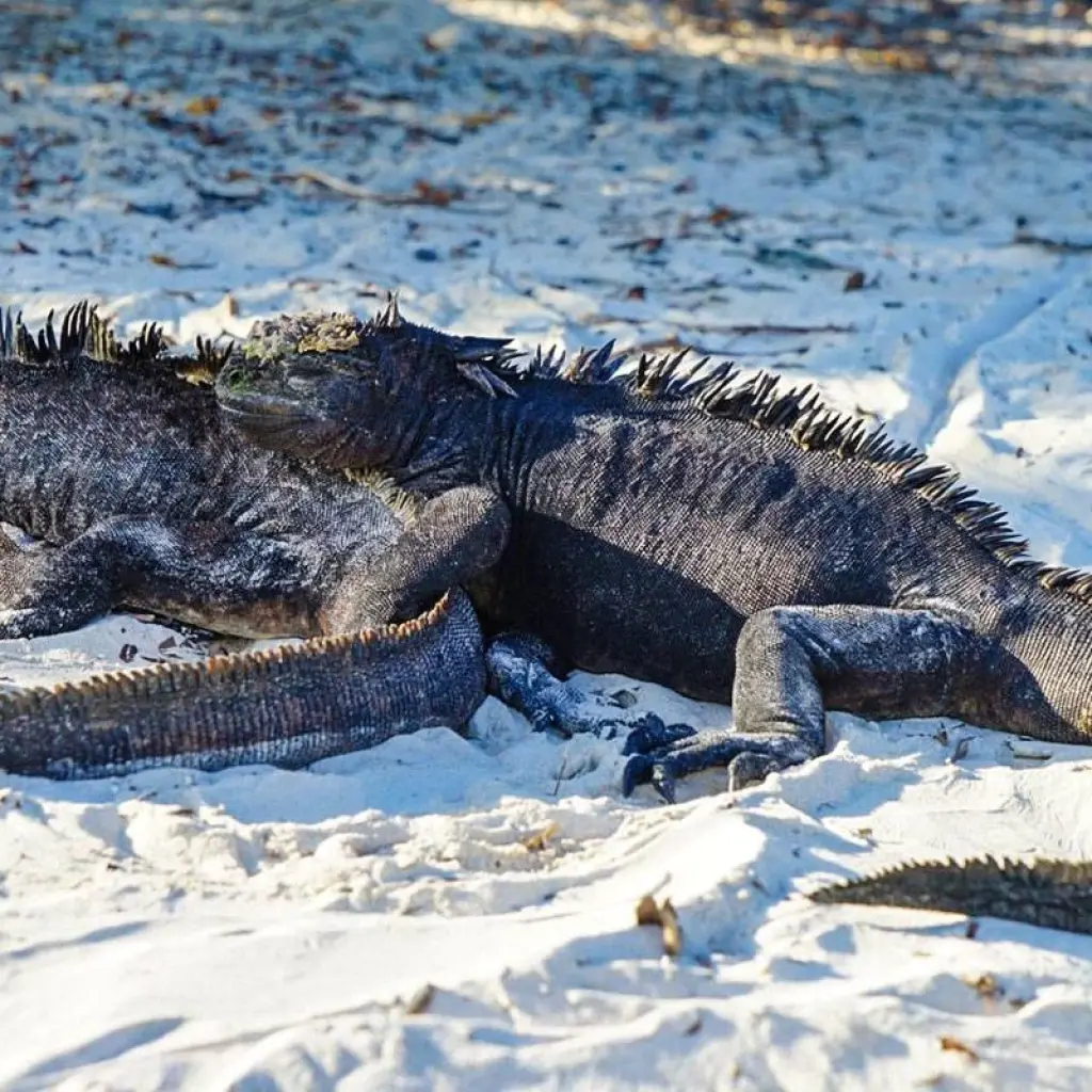 Explore Customized Galapagos Islands Trip with Quito, Daily Departure for 8 days with Agate Travel and discover unforgettable experiences - Photo 2