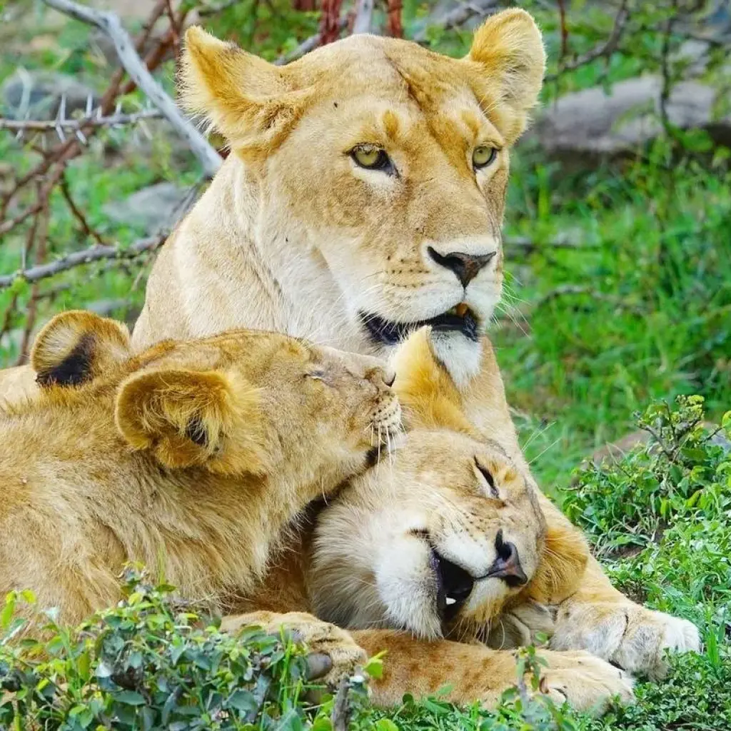 Explore Tailor-Made Private Kenya Tour of Birding & Big Five Safari, Daily Departure for 7 days with Agate Travel and discover unforgettable experiences - Photo 3