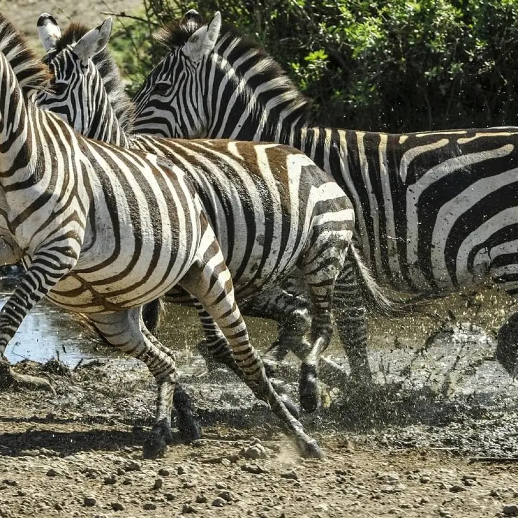 Explore Tailor-Made Private Tanzania & Zanzibar Adventure, Daily Departure for 11 days with Agate Travel and discover unforgettable experiences - Photo 2