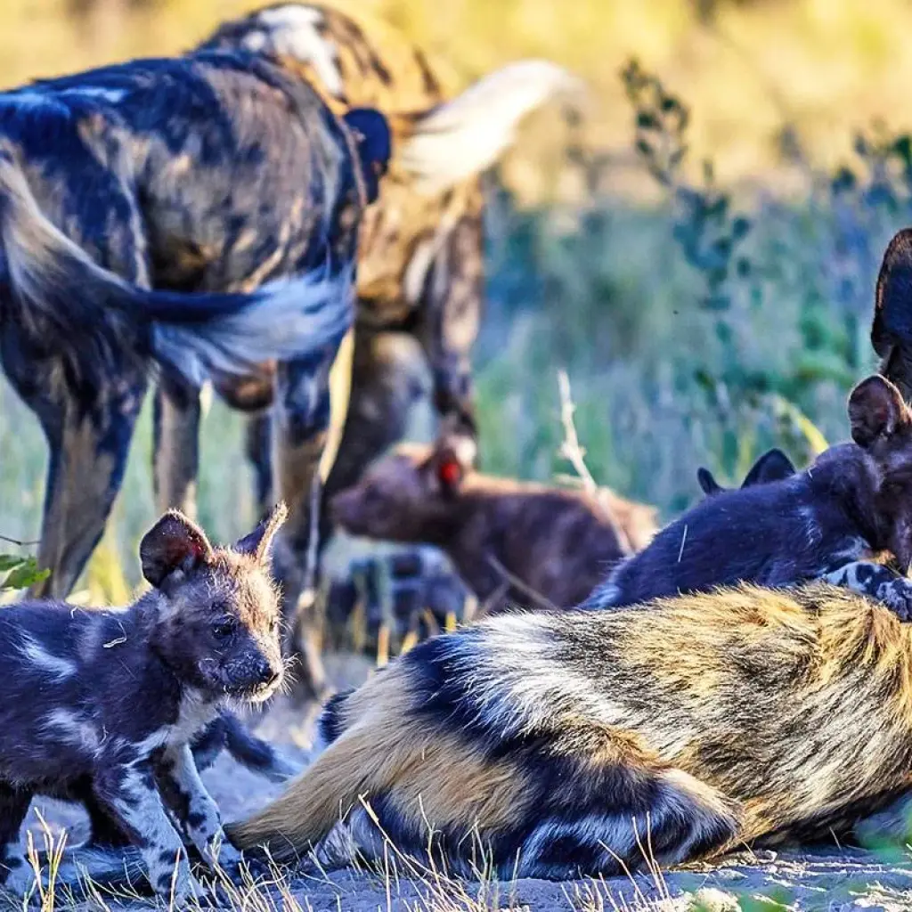 Explore Customized Private Garden Route Adventure of South Africa, Daily Departure for 10 days with Agate Travel and discover unforgettable experiences - Photo 3