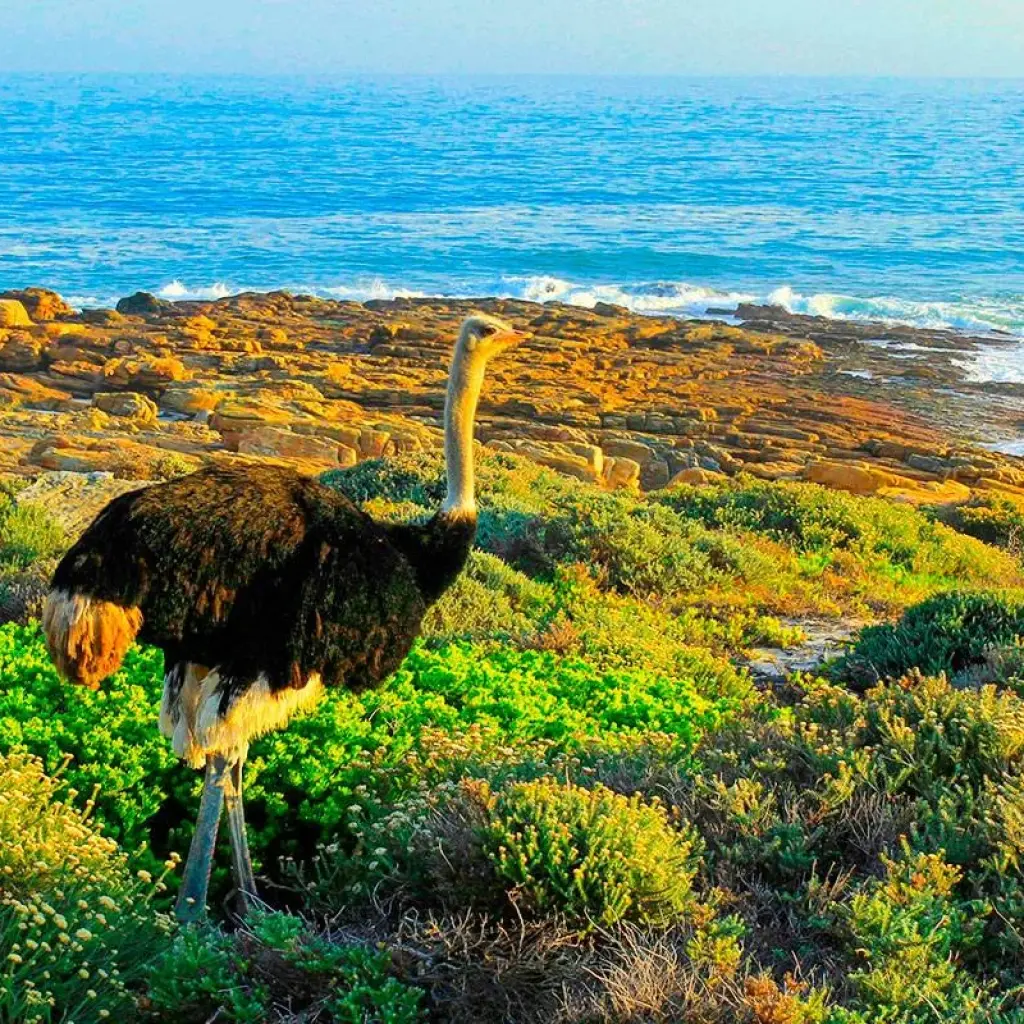 Explore Customized Cape Town Exploration, Daily Departure & Private Trip for 5 days with Agate Travel and discover unforgettable experiences - Photo 2