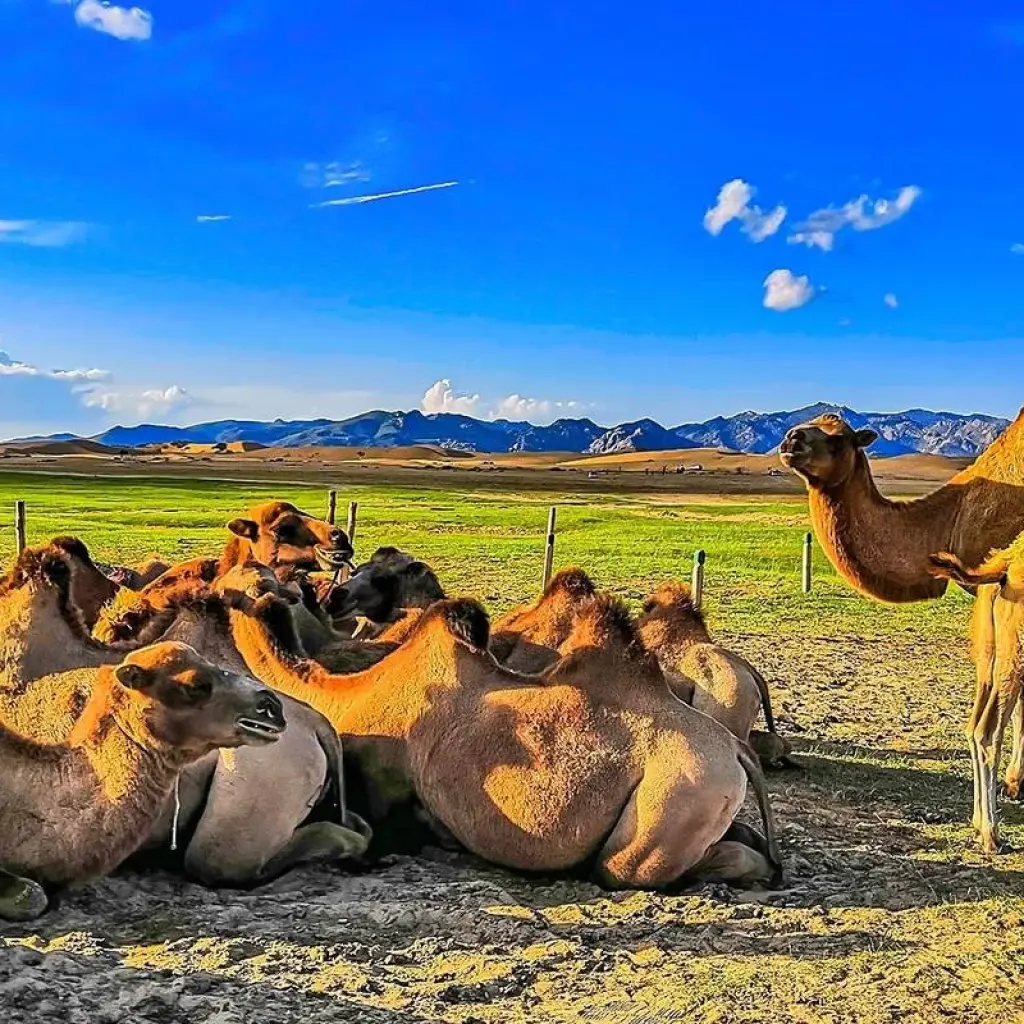 Explore Tailor-Made Private Mongolia Tour of Nomadic Gobi & Nature for 8 days with Agate Travel and discover unforgettable experiences - Photo 2