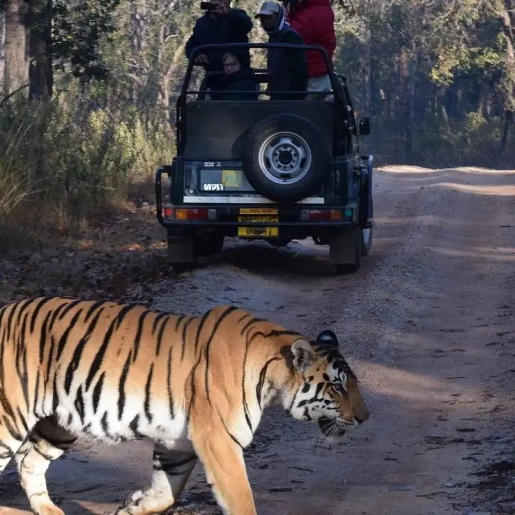 Explore Golden Triangle Tour with Ranthambore Tigers and Taj Mahal Sunrise/Sunset 7 Days for 7 days with Agra Taj Visit and discover unforgettable experiences - Photo 2