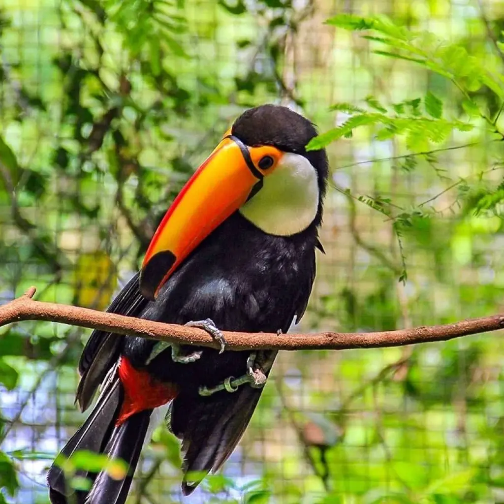 Explore Tailor-Made Private Tour to Brazil and Peru with Daily Departure for 12 days with Agate Travel and discover unforgettable experiences - Photo 2