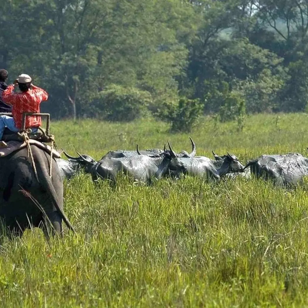 Explore Riverside Reverie: Guwahati, Kaziranga & Majuli Expedition for 5 days with Agora Voyages OPC Pvt Ltd and discover unforgettable experiences - Photo 2