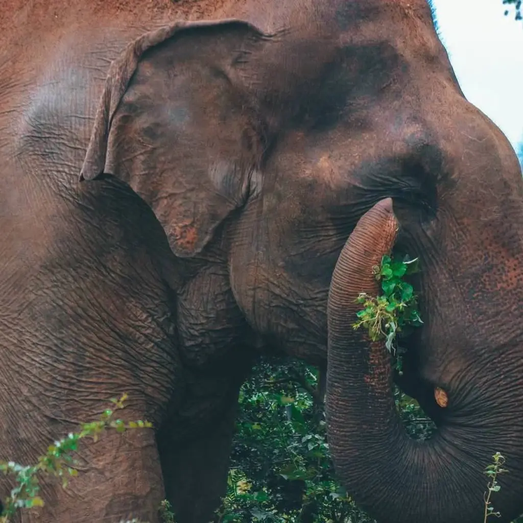 Explore Sacred Sri Lanka for 5 days with Aitken Spence Travel and discover unforgettable experiences - Photo 2