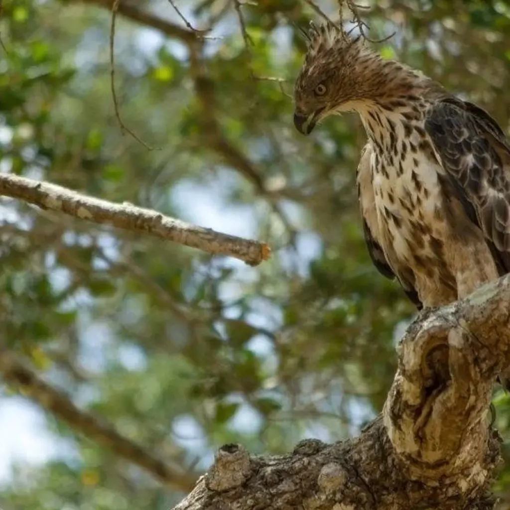 Explore The Local Way - Sri Lanka for 7 days with Aitken Spence Travel and discover unforgettable experiences - Photo 2