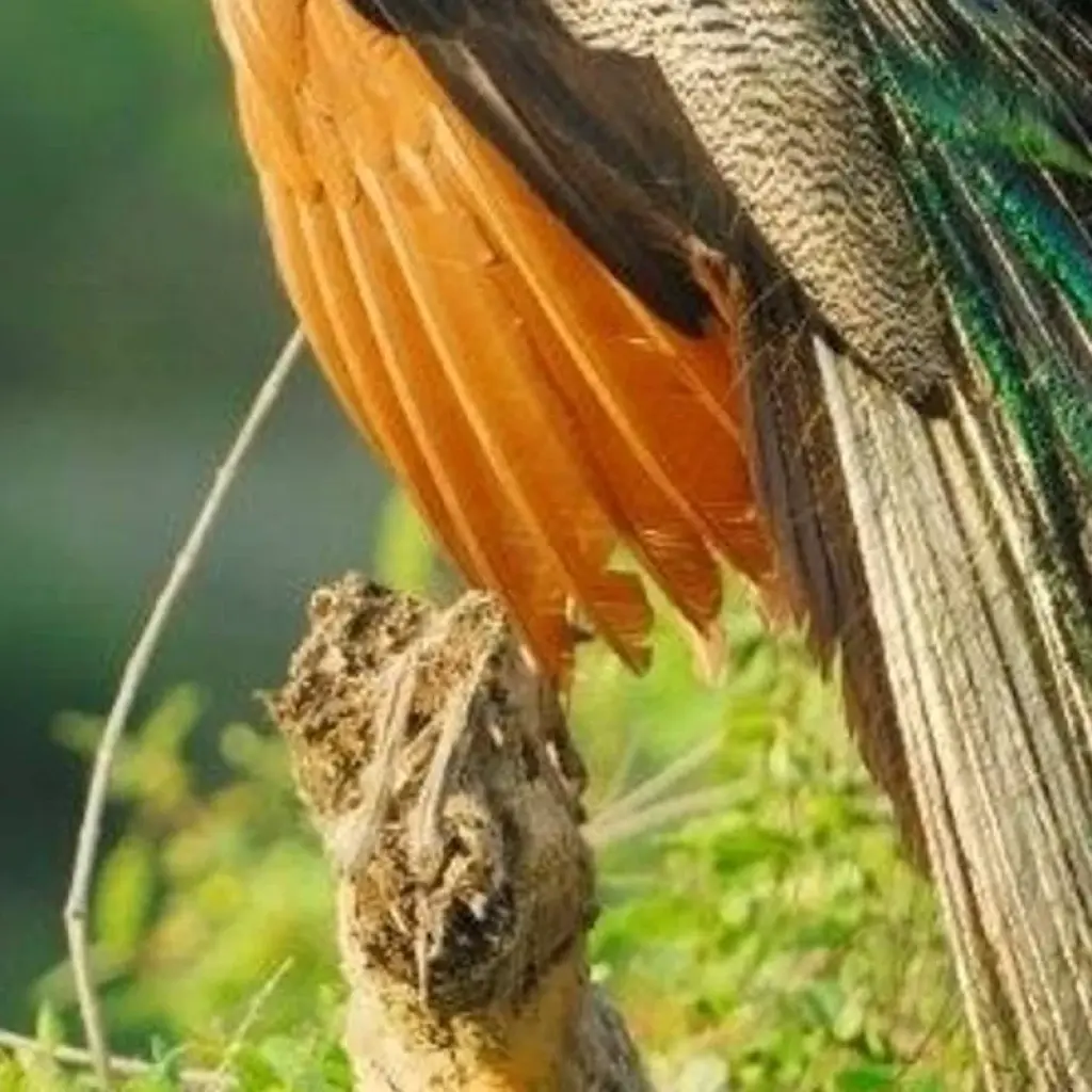 Explore Leopards and Endemic Birds of Sri Lanka for 8 days with Aitken Spence Travel and discover unforgettable experiences - Photo 2