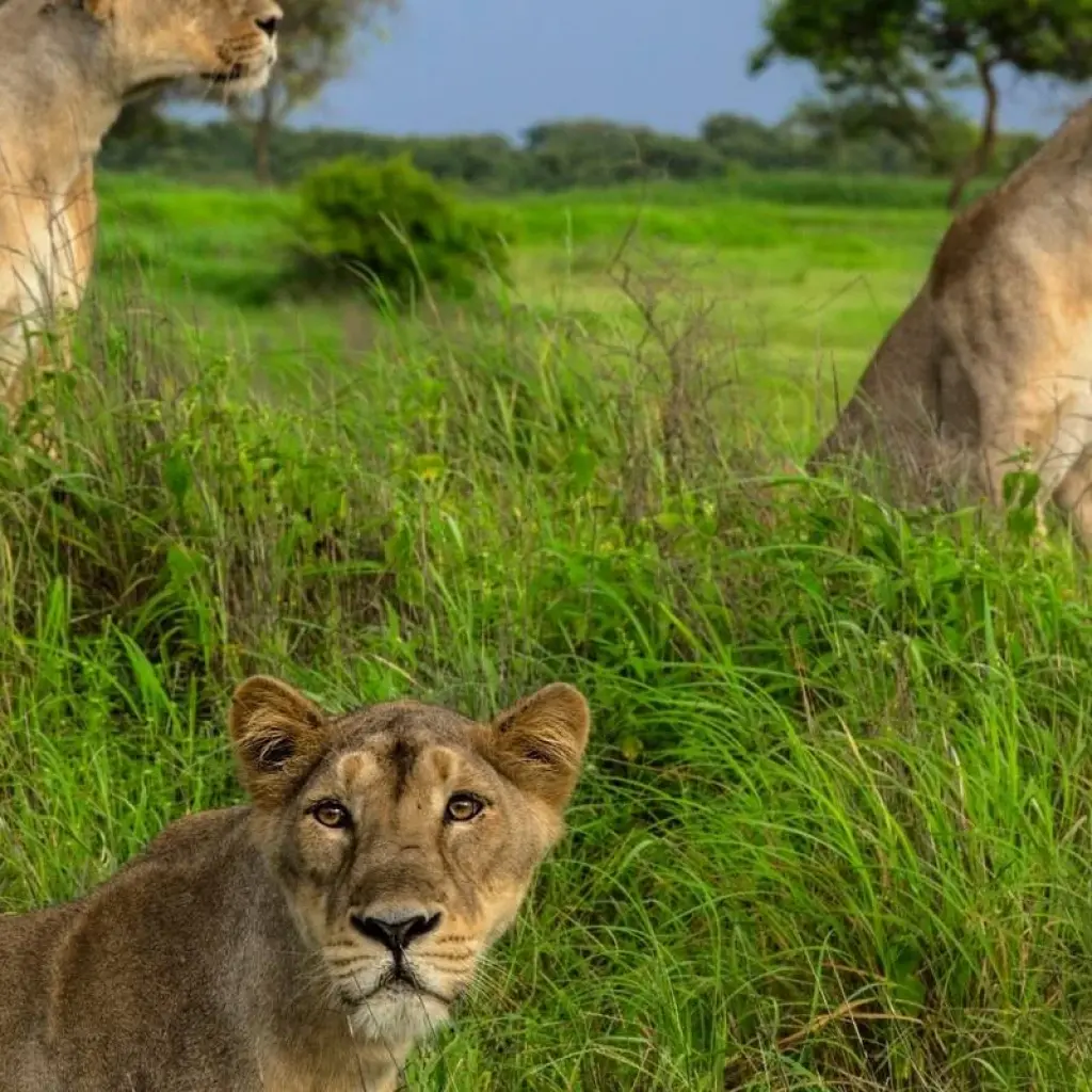 Explore Regal Wonders: A Journey through Vibrant Gujarat and Royal Rajasthan for 21 days with Agora Voyages OPC Pvt Ltd and discover unforgettable experiences - Photo 3