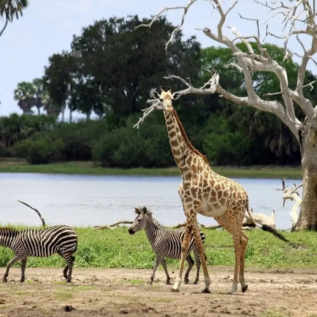 Explore Lifetime Experience in Nyerere National Park for 3 days with Akondo Adventures and discover unforgettable experiences - Photo 2
