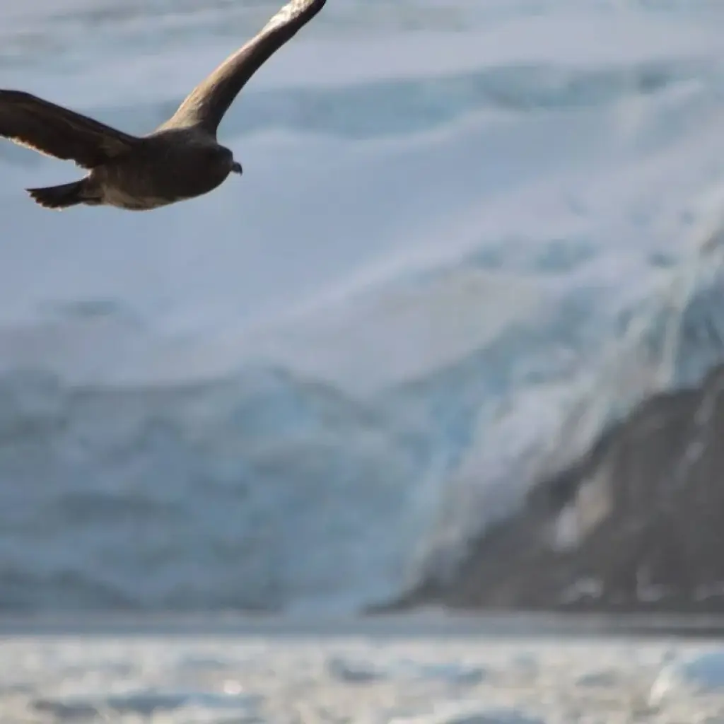 Explore South Shetland Islands and Antarctic Peninsula - Ocean Victory & Ocean Albatros vessels for 10 days with Albatros Expeditions and discover unforgettable experiences - Photo 2
