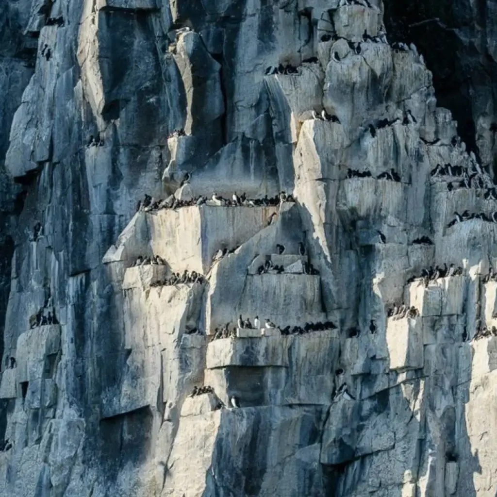 Explore Svalbard Circumnavigation for 10 days with Albatros Expeditions and discover unforgettable experiences - Photo 2