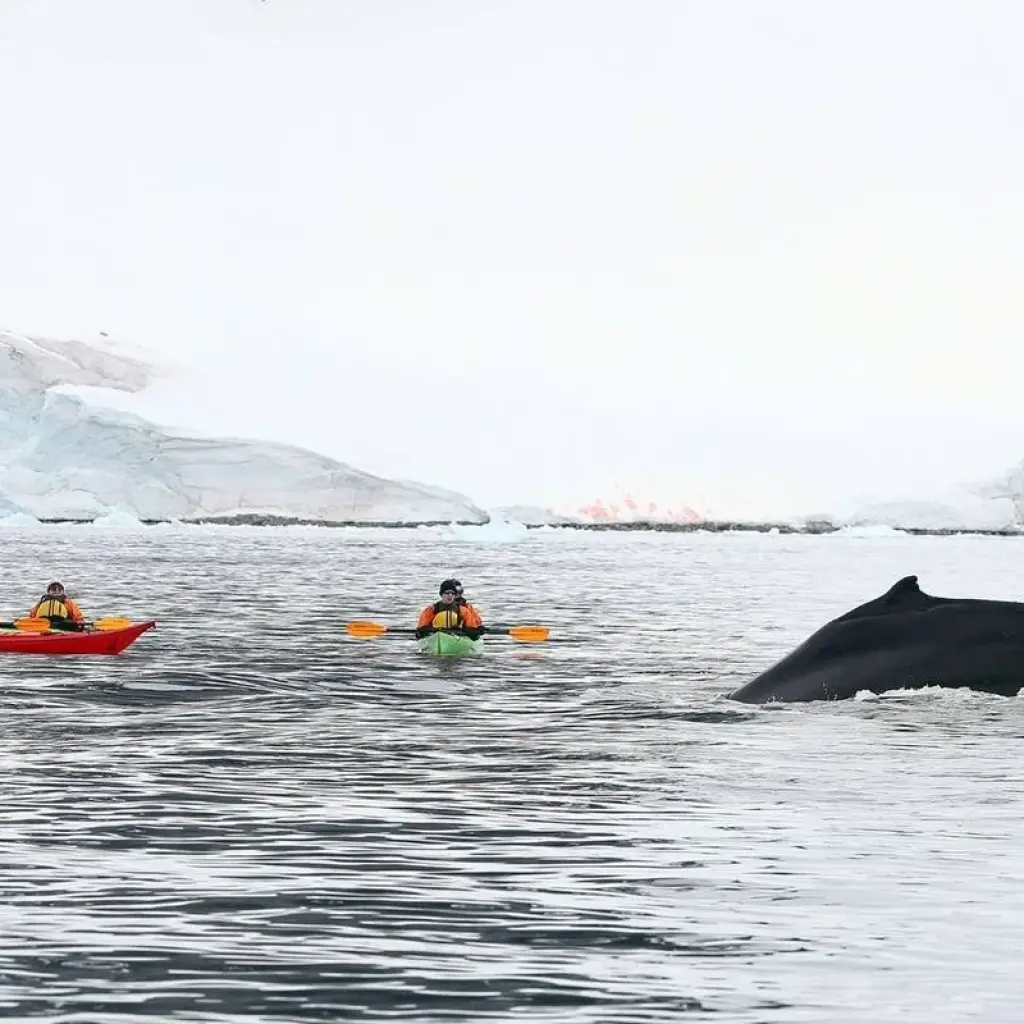 Explore The Ultimate Antarctica Experience- Quest for the Circle, 12 Days for 12 days with Albatros Expeditions and discover unforgettable experiences - Photo 2
