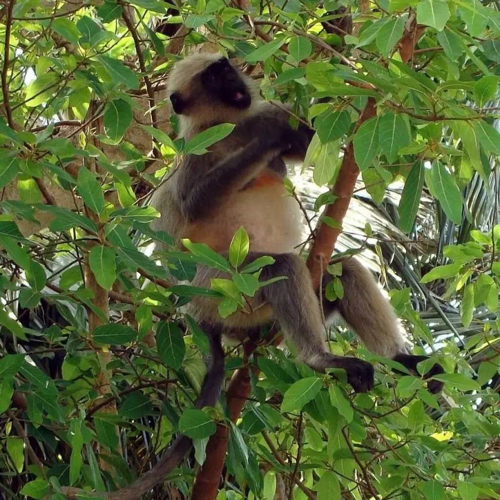 Explore Central India Wildlife Tour for 7 days with Alkof Holidays and discover unforgettable experiences - Photo 2