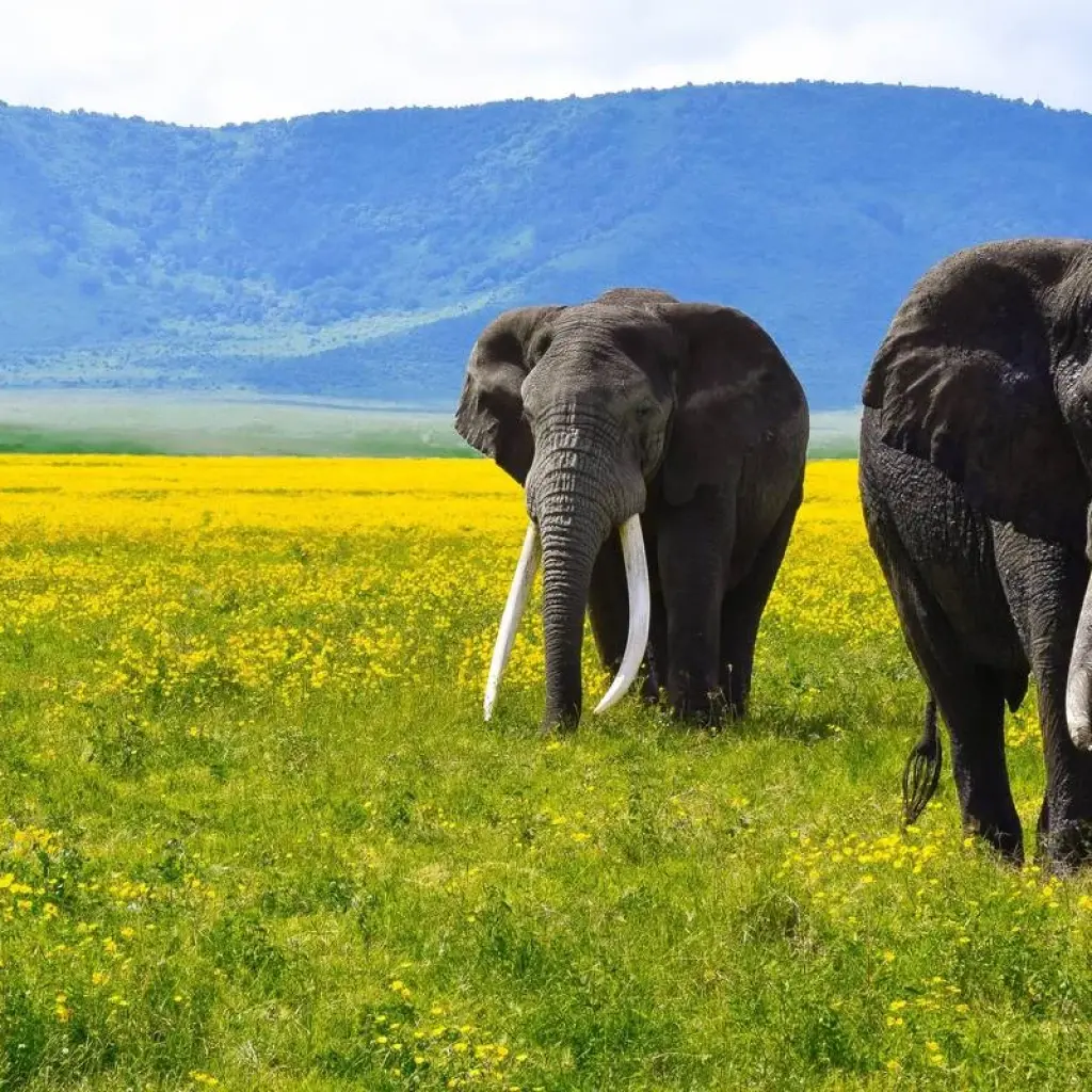 Explore 4 Days Best of Tanzania Safari for 4 days with Almighty Kilimanjaro and discover unforgettable experiences - Photo 2