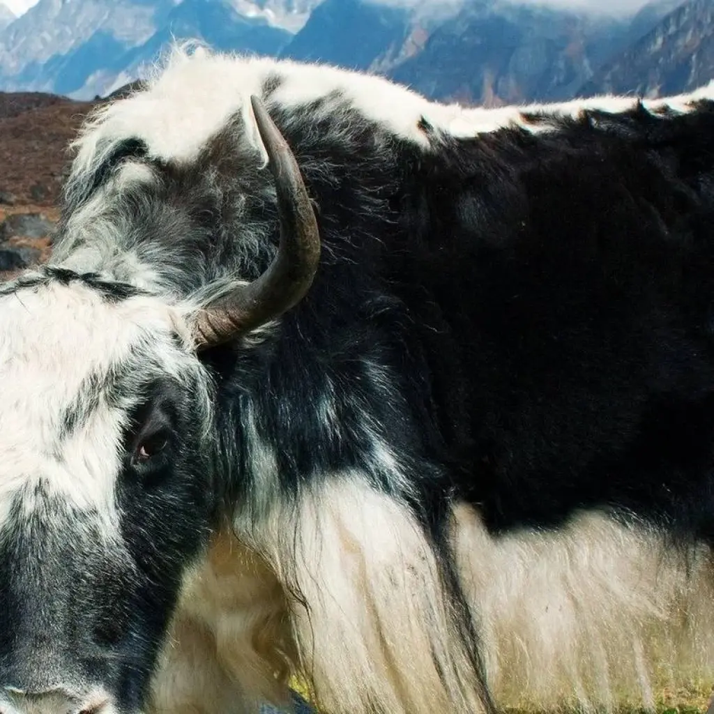 Explore Langtang Gosaikunda Trek for 12 days with AlpWander Adventures Pvt. Ltd. and discover unforgettable experiences - Photo 2