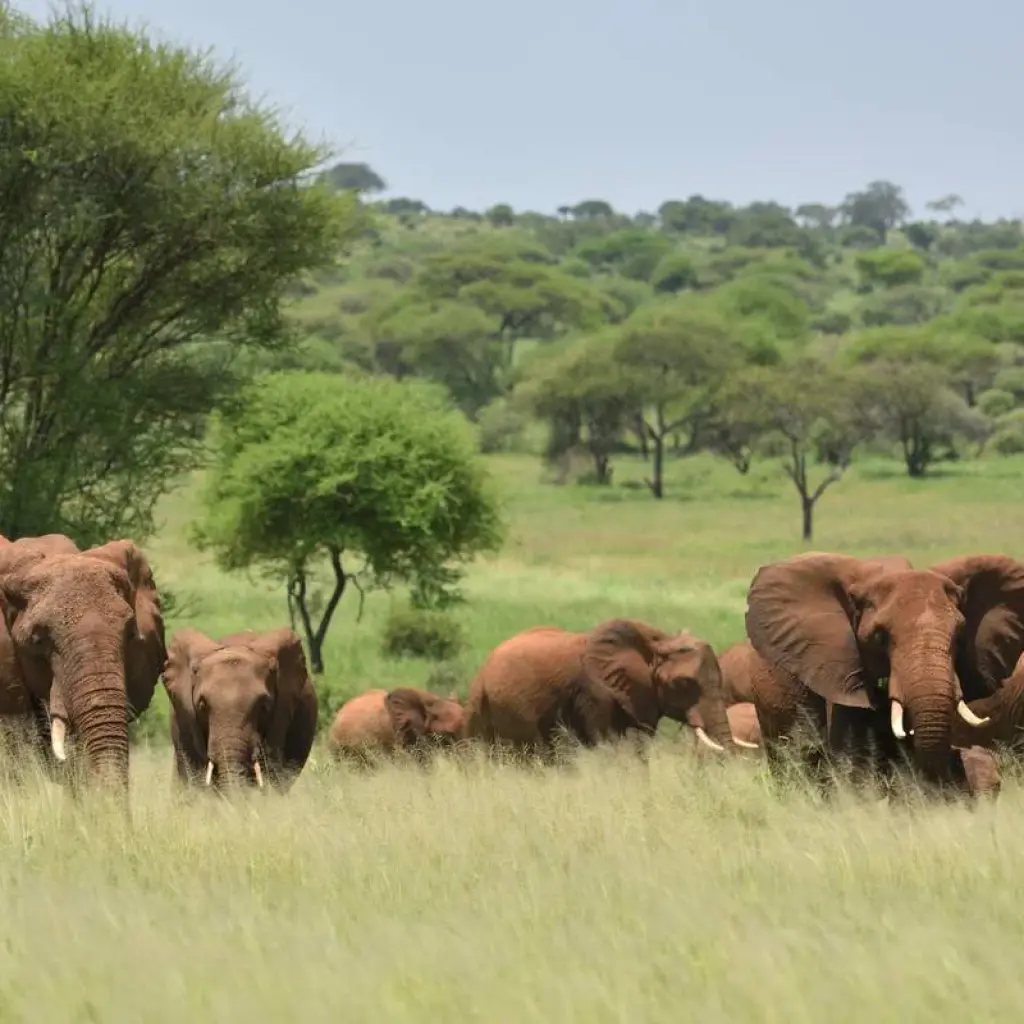 Explore 5 Days Best of Serengeti Safari for 5 days with Almighty Kilimanjaro and discover unforgettable experiences - Photo 2