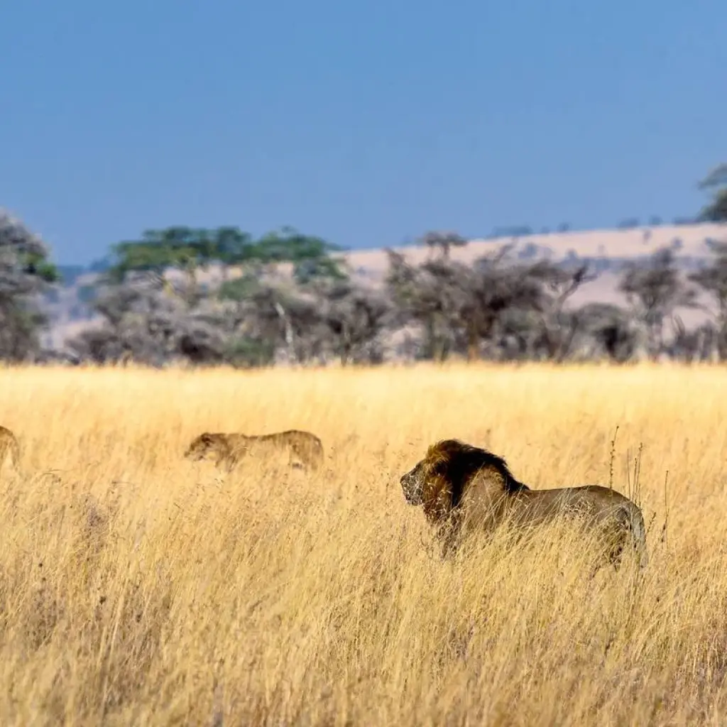 Explore 7 Days Serengeti Big 5 Safari for 7 days with Almighty Kilimanjaro and discover unforgettable experiences - Photo 2