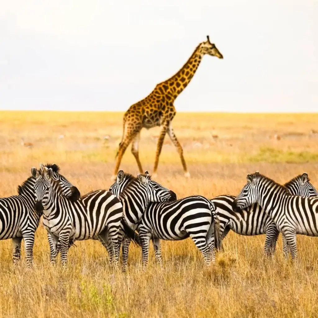 Explore 8 Days Serengeti Wildebeests Calving Season for 8 days with Almighty Kilimanjaro and discover unforgettable experiences - Photo 2