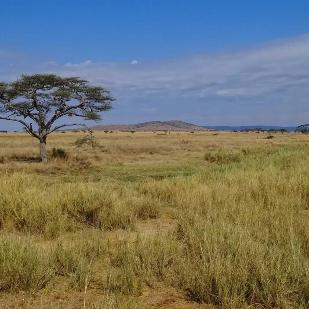 Explore Shining safari - 3 days for 3 days with Almighty Kilimanjaro and discover unforgettable experiences - Photo 2