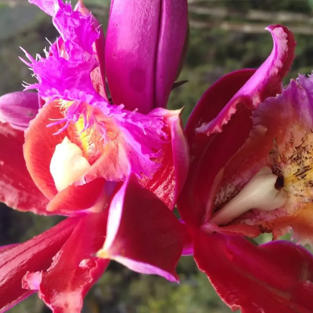 Explore Choquequirao trek to Machu Picchu 6 Days / 5 Nights for 6 days with Alpaca Expeditions and discover unforgettable experiences - Photo 2