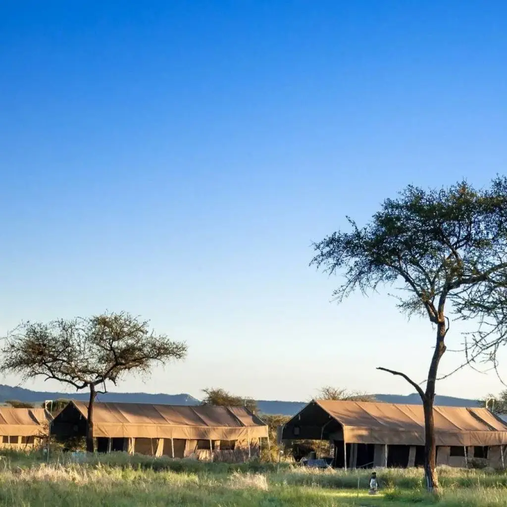 Explore 5 days walking Safari for 5 days with Almighty Kilimanjaro and discover unforgettable experiences - Photo 2