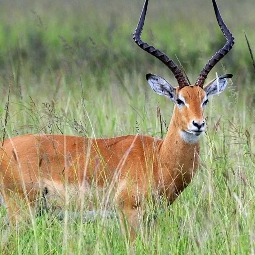 Explore Best of mikumi national park for 3 days with Almighty Kilimanjaro and discover unforgettable experiences - Photo 2