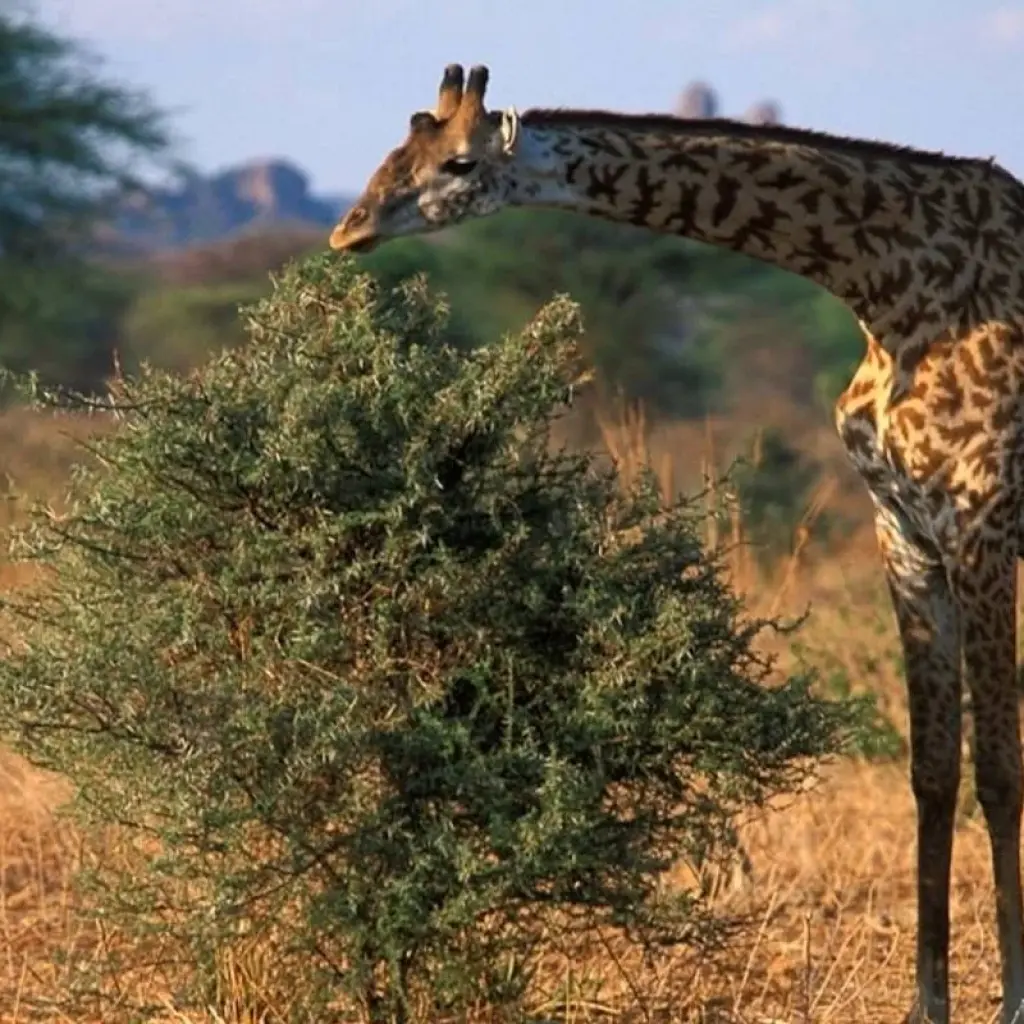 Explore Ruaha national park - 3 days for 3 days with Almighty Kilimanjaro and discover unforgettable experiences - Photo 2