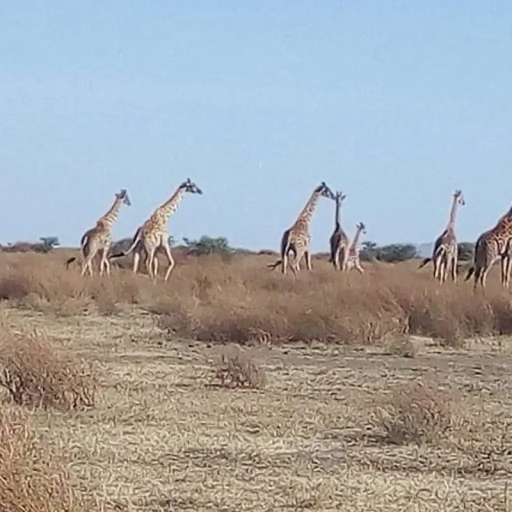 Explore 1 DAY TSAVO EAST NATIONAL PARK -KENYA SAFARI for 1 days with Almighty Kilimanjaro and discover unforgettable experiences - Photo 2