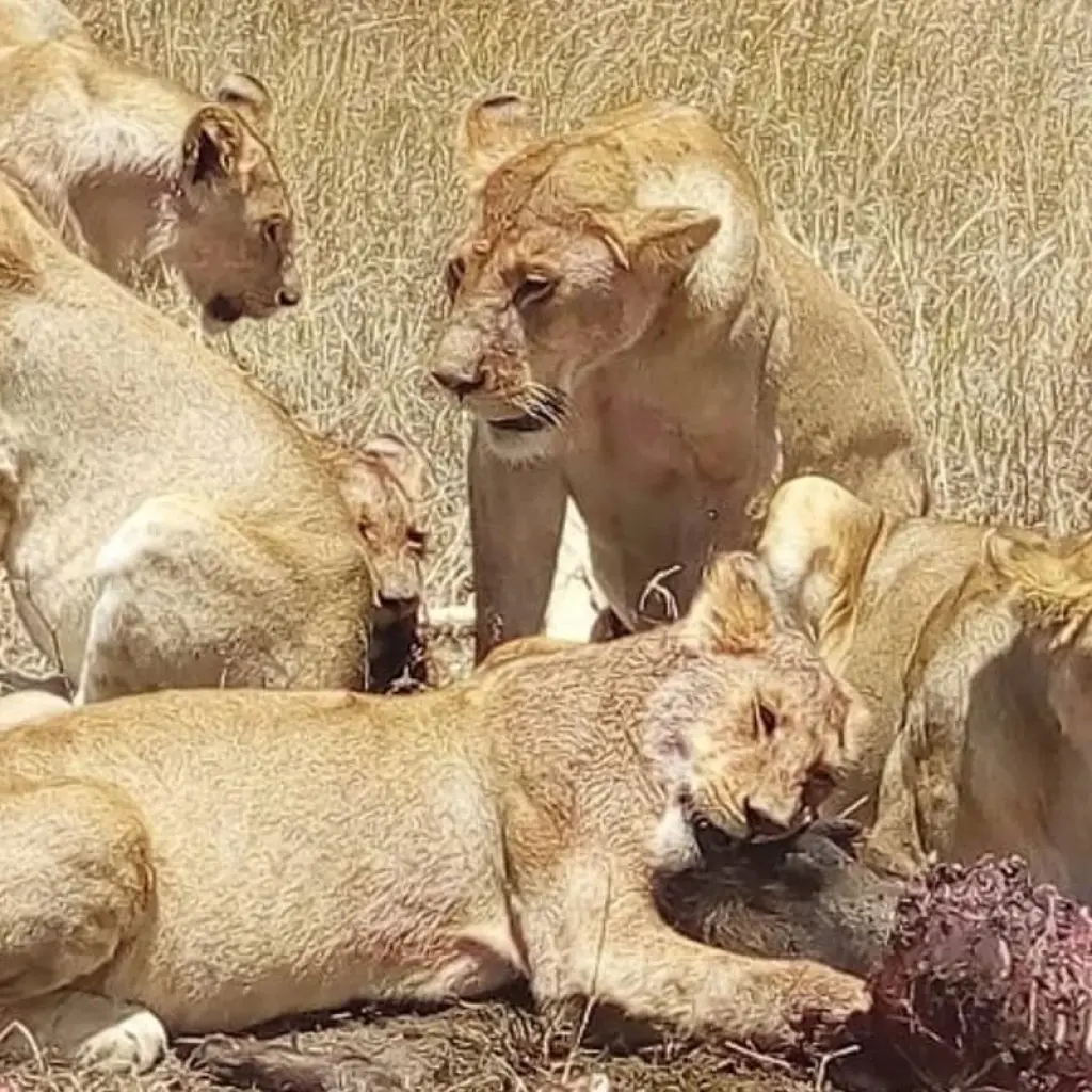 Explore Kenya-7 days featuring classic safari for 7 days with Almighty Kilimanjaro and discover unforgettable experiences - Photo 2