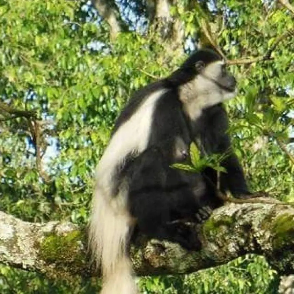 Explore 2 DAYS CAMPING SAFARI for 2 days with Almighty Kilimanjaro and discover unforgettable experiences - Photo 2