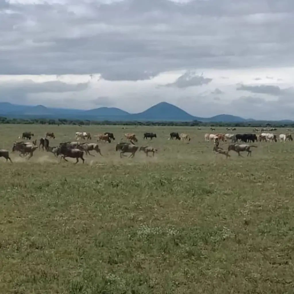 Explore 3 DAYS SERENGETI LODGING SAFARI for 3 days with Almighty Kilimanjaro and discover unforgettable experiences - Photo 2
