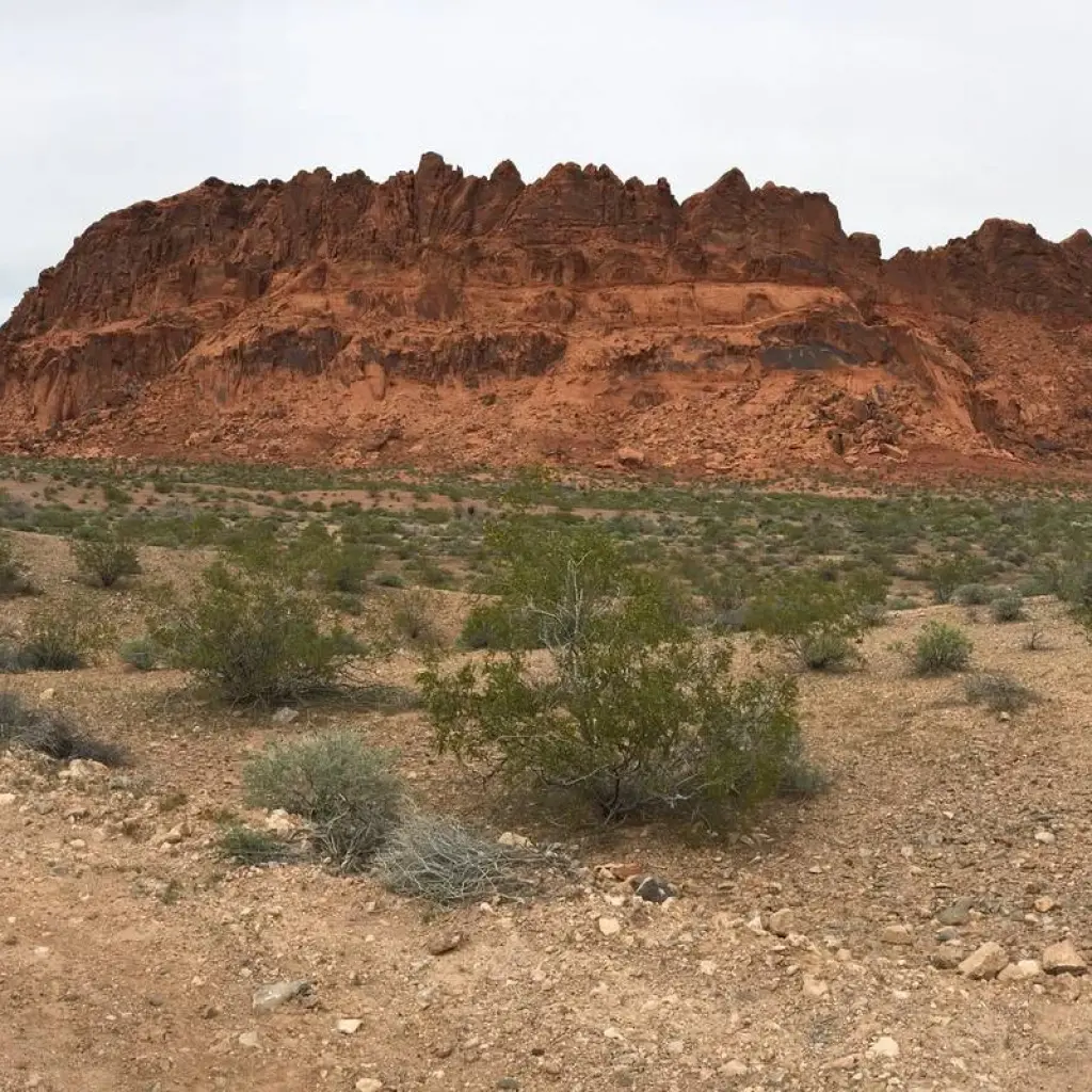 Explore Valley of Fire and Zion Park - 1 Day for 1 days with Amadeo and discover unforgettable experiences - Photo 2