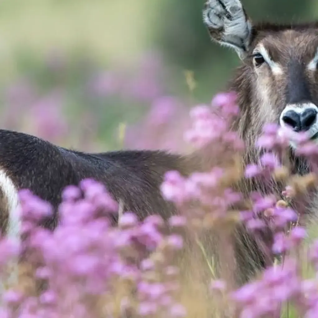 Explore Luxury Train on The Bridge Kruger Park Safari and Panorama Route for 4 days with Amatungulu Tour and discover unforgettable experiences - Photo 2