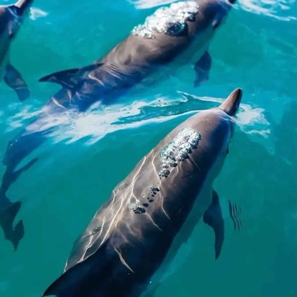 Explore Cape Town and Garden Route Adventure Tour for 6 days with Amatungulu Tour and discover unforgettable experiences - Photo 2