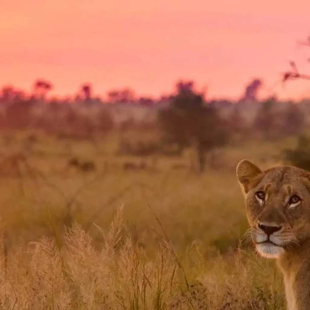 Explore Cape Town to Kruger Park & Lesotho Adventurous Round-trip -"OVERLAND" for 16 days with Amatungulu Tour and discover unforgettable experiences - Photo 2