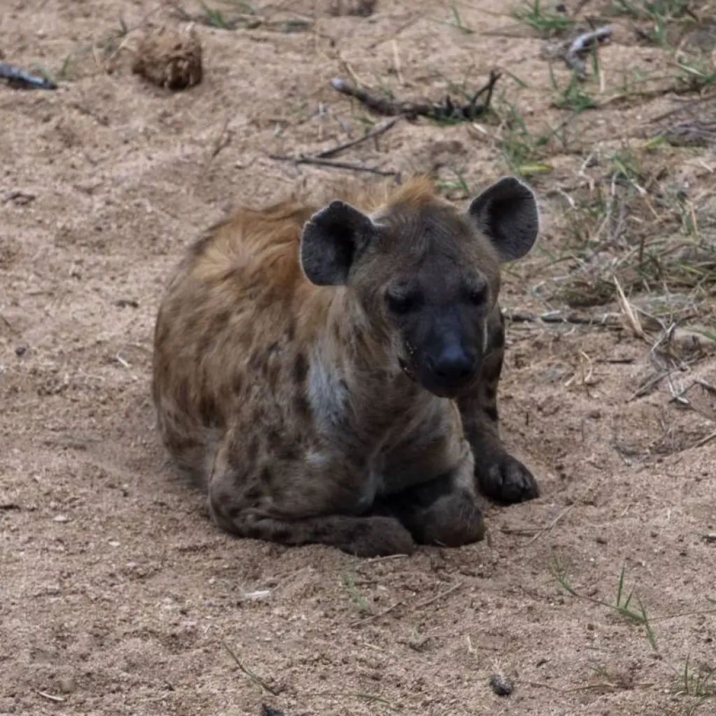 Explore Luxury Kruger Park Safari & Panorama Route ​South Africa for 4 days with Amatungulu Tour and discover unforgettable experiences - Photo 2