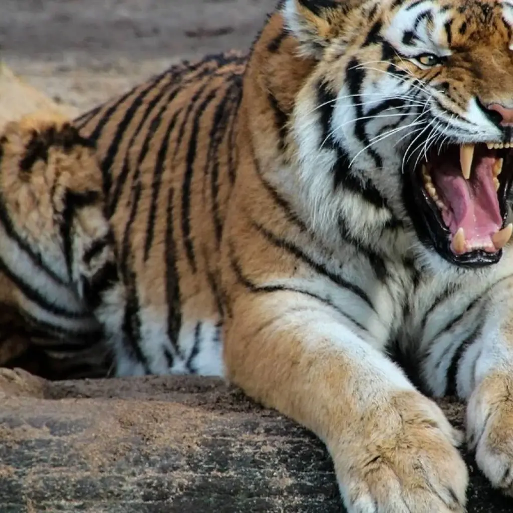 Explore Classical  Bhutan &  India Golden Triangle & Tigers for 15 days with Amazing India Tours and discover unforgettable experiences - Photo 2