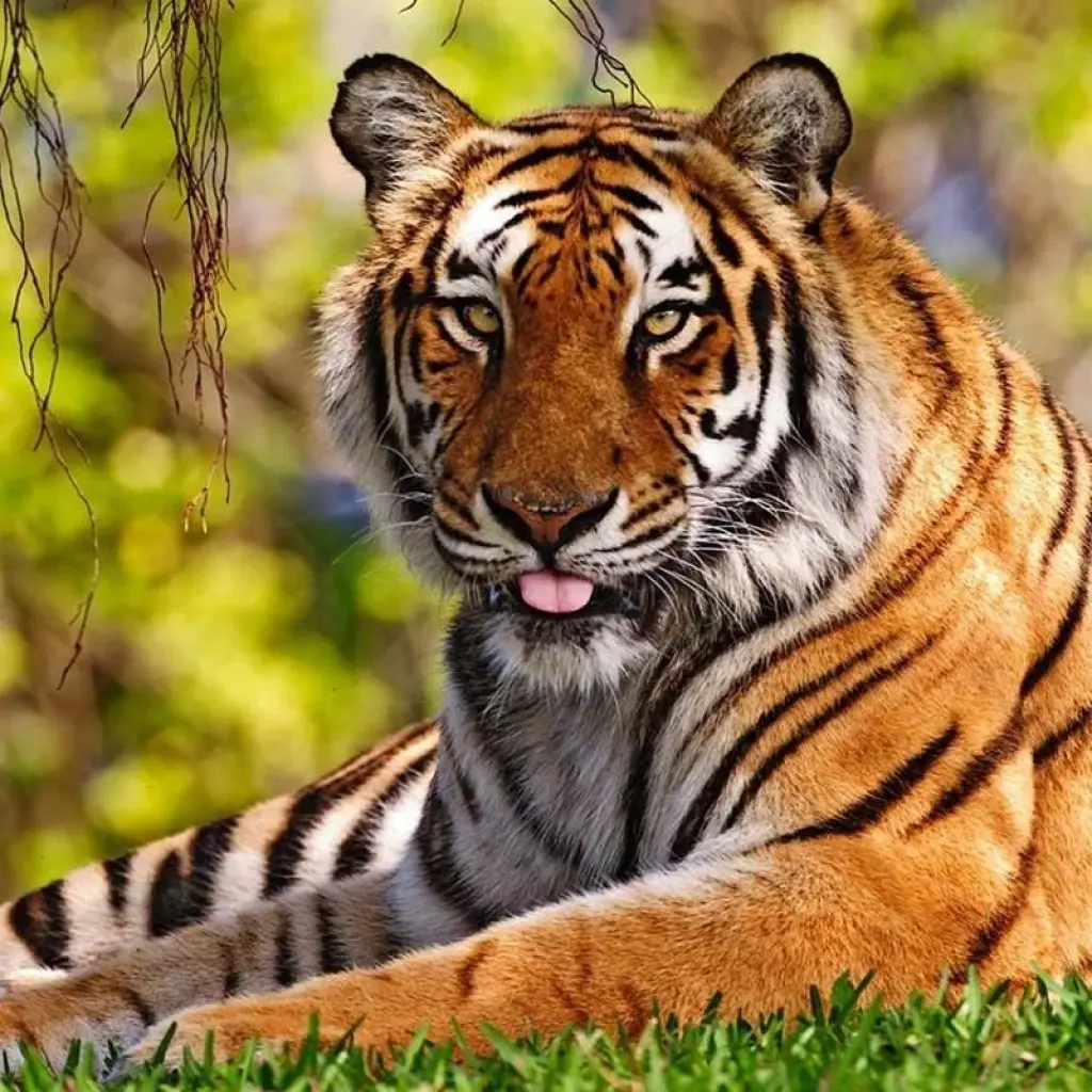 Explore Luxury Passage through Rajasthan for 16 days with Amazing India Tours and discover unforgettable experiences - Photo 2