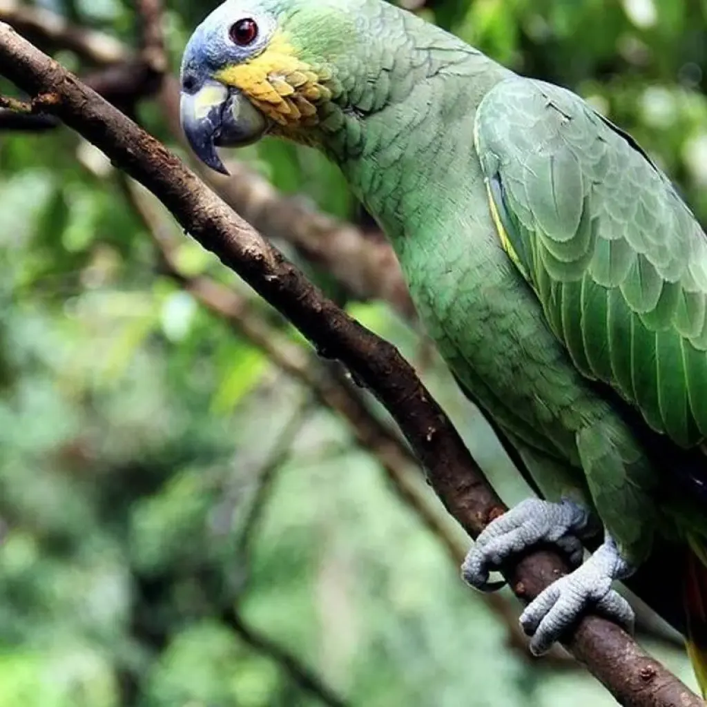 Explore 4-Day Jungle of Peru Tambopata Nature Reserve for 4 days with America Viajes and discover unforgettable experiences - Photo 2