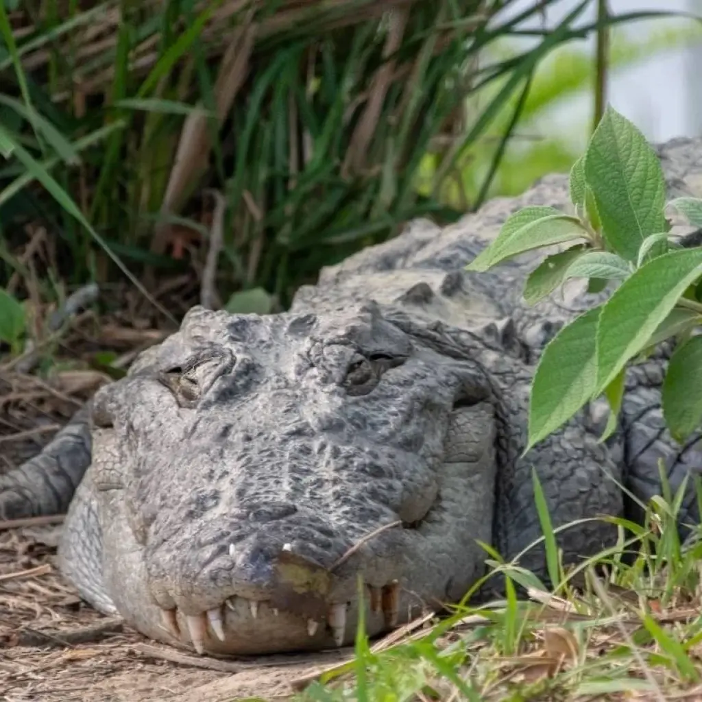 Explore Kathmandu Pokhara Chitwan Tour for 8 days with Approved Holidays Pvt. Ltd. and discover unforgettable experiences - Photo 2