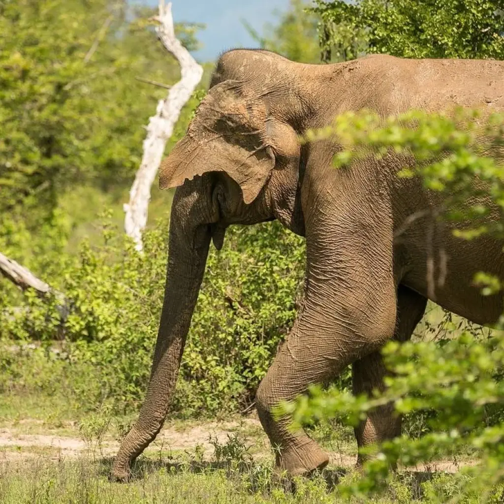 Explore Serene Sri Lanka: A Magical 5-days Journey for 5 days with Apple Vacations Pvt Ltd and discover unforgettable experiences - Photo 2