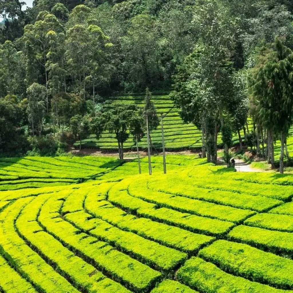 Explore A Whirlwind Tour of Culture and Natural Wonders of Sri Lanka in 8 Days for 8 days with Apple Vacations Pvt Ltd and discover unforgettable experiences - Photo 3